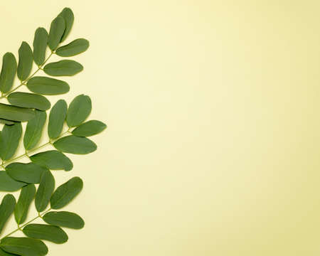 branch with green leaves on pastel green background. Minimal summer spring concept. Creative flat lay with copy space. Top view, pastel color paper. Minimalismの写真素材