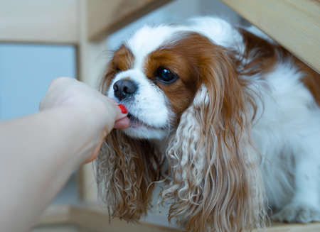 The Cavalier King Charles Spaniel dog eats from the hand of its owner during training. Complete trust. Domestic life. Lifestyle close-up photo at homeの写真素材
