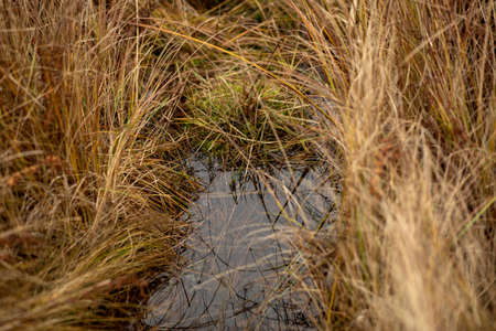 Yellow wild grass growing in water swamp. Yellow wildflowers on a swamp background. Bokeh...
