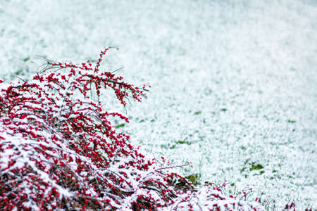 Cotoneaster red berries with a dusting of snow on the snow grass. Winter background. Copy space.