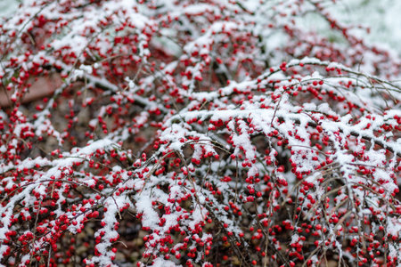 Cotoneaster berries after a snowfall. Snow covered bush