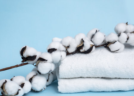 A branch of cotton and white stack of towels on blue background. Front view. Natural fabrics concept. Copy spaceの写真素材