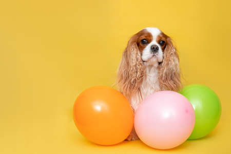 Dog cavalier king charles spaniel sit on yellow background among balloons. Photo in studio with copy spaceの写真素材
