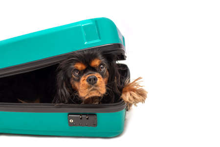 Dog Cavalier King Charles Spaniel lies in suitcase and looking into camera. Isolated on white background. Travel. concept. Copy spaceの写真素材