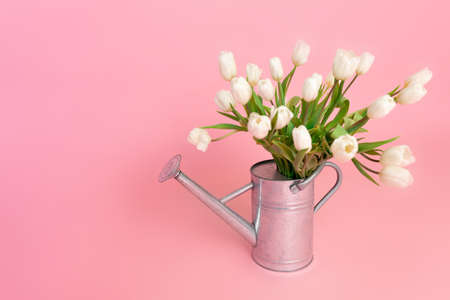Fresh cut white tulips in steel watering can on pink background with copy space. Springtime conceptの写真素材