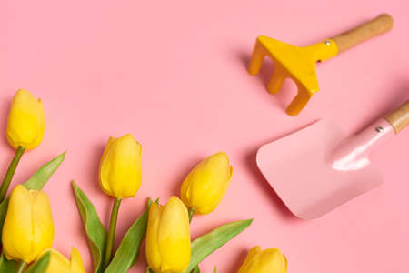 Spring yellow tulips and pink background, garden tools. Spring conceptの写真素材
