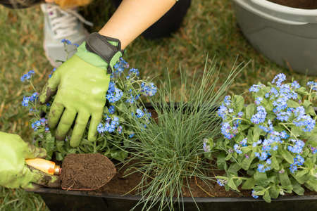 Female hands in garden gloves plant Forget-Me-Not flowers in pot, close-up photoの写真素材