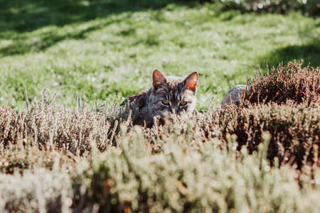 Cat hides in bushes on plot of house, hunts for birdsの写真素材