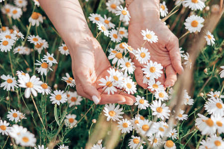 Hand of woman holding fresh white daisies in green meadow in background, close-up photoの写真素材