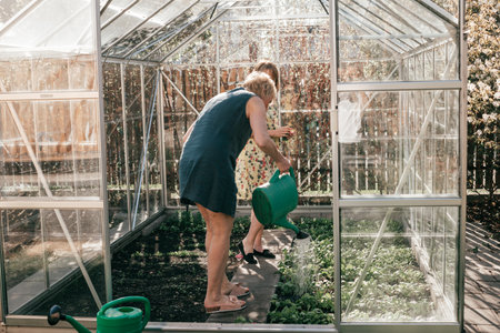Two mature women gardening in greenhouse, watering plants with plastic watering canの写真素材
