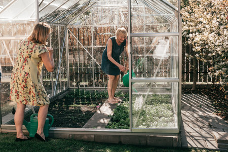Two mature women working in greenhouse, watering plants.の写真素材