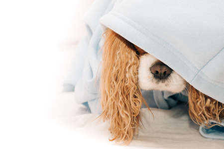 Cavalier king charles spaniel dog nose sticking out from under hood, pet clothing concept, warm your petの写真素材