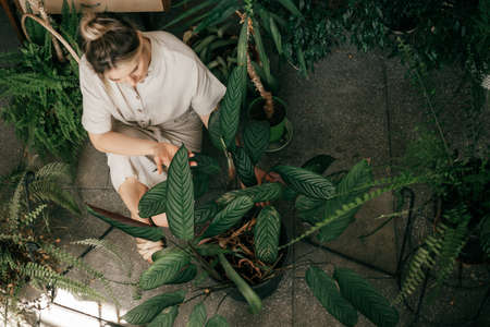 Photo of young unrecognizable woman with bun on her head, top view. Takes care of plants, ficus leaves in handsの写真素材