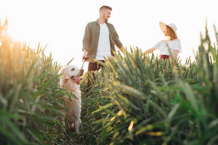 Happy young couple walks with their golden retriever in fields on a summer evening. Love and tenderness. Beautiful moments of life. Peace and carelessness. Walking in nature. Lifestyle.の写真素材