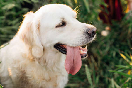 Portrait of golden retriever in field on walk. Walking in fresh air. Maintenance and care of animals. Healthy lifestyle. Friendship and trust. Pets. Lifestyle.の写真素材