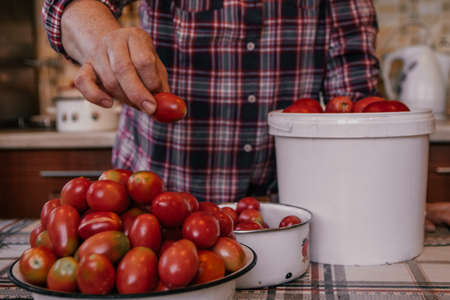 authentic photo of soiled female hands of a mature woman, analysis of the tomato harvest, preparation for canningの写真素材