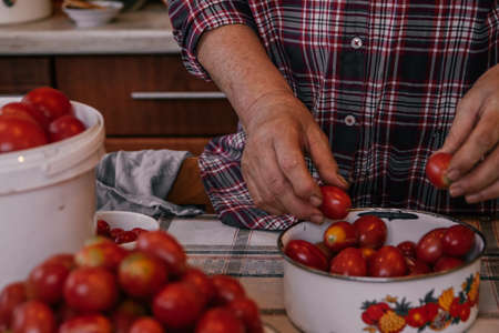 authentic photo of soiled female hands of a mature woman, analysis of the tomato harvest, preparation for canningの写真素材
