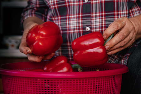 authentic photo of soiled female hands of mature woman, analysis of Red Bell Pepper, Paprika harvest, preparation for canning, real lifeの写真素材