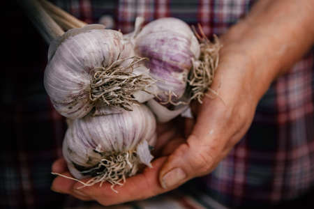 Woman holding garlic in her hands, photo of mature female gardener holds crop of garlic she has grown in vegetable patch.の写真素材