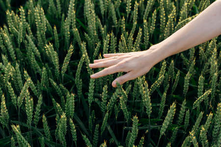 Woman's hand strokes tops of young wheat in field. Beauty and health. Face and body care. Ingredients in cosmetics industry. Hair care Natural cosmetics. Beauty salons. Antioxidant.の写真素材