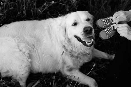 Black and white photo of Labrador lying in grass and looking with surprise at children's shoes that owners show him. Conversation with dog. Waiting for child. Addition to family. Funny moments.の写真素材