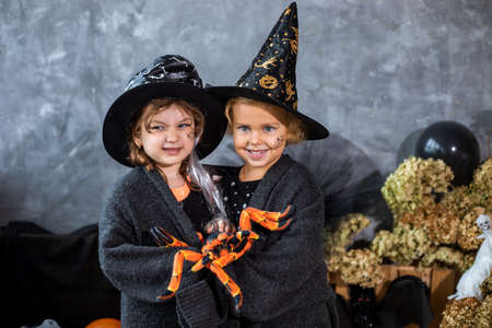 Portrait, among decor for Halloween holiday, two girls 4-5 years old are having fun with spider on background of black and orange decorationsの写真素材