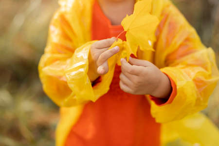 cropped photo of little girl, unrecognizable person holding in hand yellow leaves in raincoat in parkの写真素材