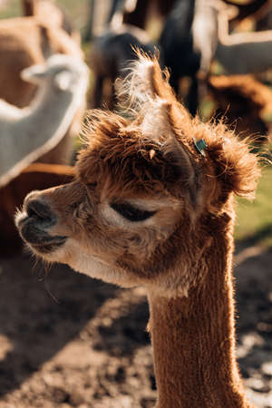 Funny portrait of cute young alpaca onfarm. Agricultural industry. Beauty of nature. Agrotourism. Natural materials. Beautiful animals. Wool and its production. Livestockの写真素材