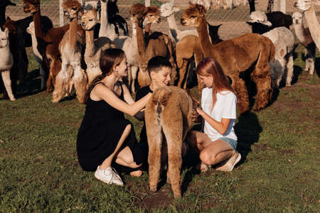 Three teenagers have fun on farm talking with alpacas. Agricultural industry. Beauty of nature. Agrotourism. Concept of using natural materials. Beautiful animals. Farm life. Children's holidays.の写真素材