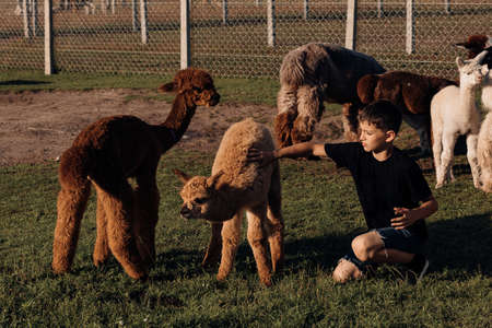 Teenage boy stroking young alpacas on summer day on farm. Agricultural industry. Agrotourism. Concept of using natural materials. Beautiful animals. Farm life. Pets. Children's holidays.の写真素材