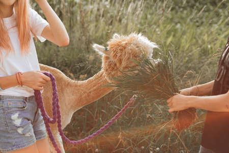 Two teenagers are learning to feed grass to young alpaca on farm. Beauty of nature. Agrotourism. Concept of using natural materials. Beautiful animals. Farm life. Pets. Children's holidays.の写真素材