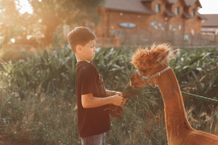 Funny moment of acquaintance of teenage boy with cute charming alpaca. Agricultural industry. Agrotourism. Concept of using natural materials. Beautiful animals. Farm life. Children's holidays.の写真素材