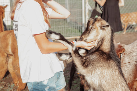 Teenage girl in white cotton T-shirt feeds tender Nubian goat. Summer holidays. Agrotourism. Farm...