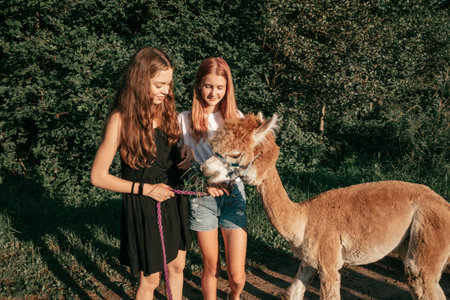 Charming teenage girls are walking funny brown alpaca on summer day on farm. Agrotourism. Natural...