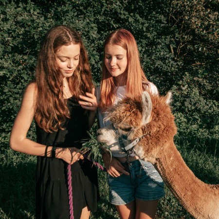 Portrait of wonderful teenage girls on summer day on farm getting acquainted with funny brown alpaca. Agrotourism. Beautiful animals. Children 's holidays. Summer holidays. Adventures. Friendship.の写真素材