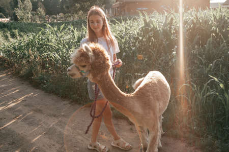 Funny obedient alpaca walks with teenage girl along path in field. Friendship of children and animals. Agrotourism. Concept of using natural materials. Beautiful animals. Children's holidays.の写真素材
