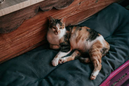 Relaxed tortoiseshell cat is resting on couch on summer day on farm. Animal care Furry friends. Cats in our lives. Pets. Cat holidays. Life of cats. Pets. Portrait.の写真素材
