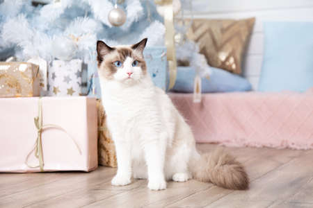 Surprised fluffy cat Ragdoll sits among gift boxes under Christmas tree. Cats and New year. Christmas gifts and decorations. Blue-eyed cats. Home decor. Dreams come true. New Year's gift is cat.の写真素材