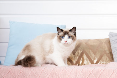 Fluffy blue - eyed ragdoll in perfect shape stands onpink knitted blanket among pillows. Blue-eyed cats. Animal care. Pet care products. Keeping animals. Food for long-haired cats. Home life.の写真素材