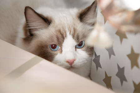 Blue-eyed fluffy cat Ragdoll hid among Christmas gift boxes. Pedigreed cats. Keeping animals. Blue-eyed cats. Favorite pets. Home life. Gifts and pleasures. New Year's holidays. Cat as gift.の写真素材