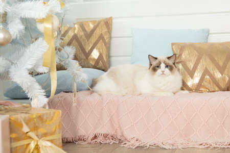 Long-haired cat ragdoll lies on knitted blanket against background of decorative pillows near Christmas tree. Pedigreed cats. Photo zone. Christmas gifts. Blue-eyed cats. Photo shoot for cat.の写真素材