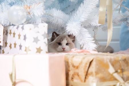 Playful cat ragdoll hid among gift boxes under Christmas tree. Cats and the New year. Christmas gifts and decorations. Blue-eyed cats. Home decor. Dreams come true. New Year's gift is cat.の写真素材