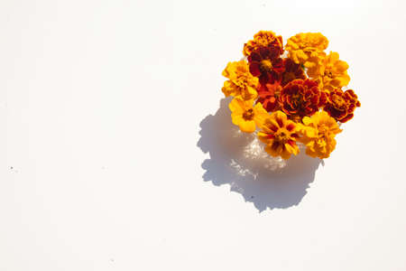 Marigolds in vase on white background, play of lights and shadows on table, summer day light, orange color, natural flower decor, top viewの写真素材