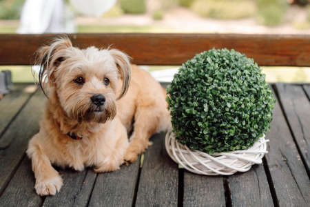 Cute small adorable dog lying on wooden porch outdoors near flower pot. Having rest on wooden floor, patio, balcony.の写真素材