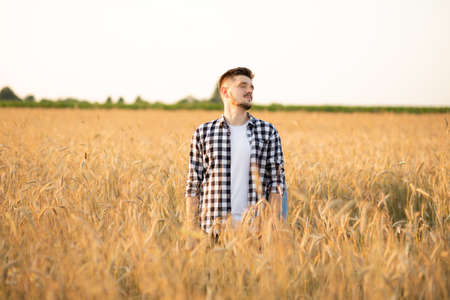 Man farmer standing in a wheat field during sunset. Farmer in checkered shirt checking wheat crop.の写真素材
