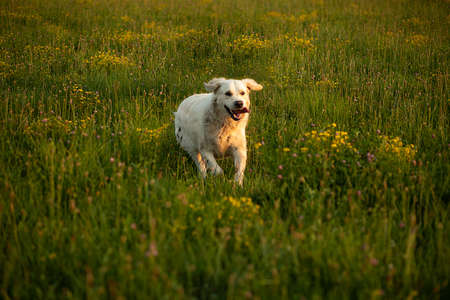 White retriever running in the field. Dog on lure coursing competition, on a backyard running...