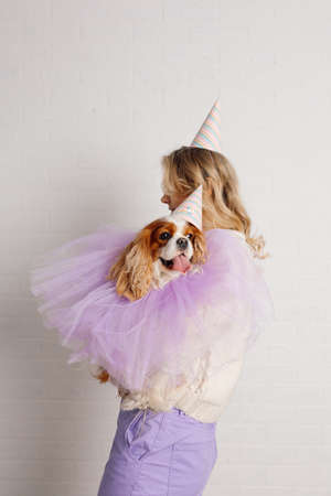 Handsome cavalier King Charles spaniel with soft pleasant expression of eyes dressed in lilac fluffy cape and party hat, sticking out his tongue, sits on arms of his mistress. Birthday.の写真素材