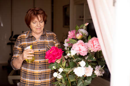 Smiling mature woman spraying green leaves of fresh blooming pink and white garden roses with water...