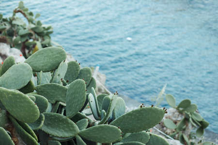 cactus near blue sea, typical italian view, background with copy space for tourismの写真素材