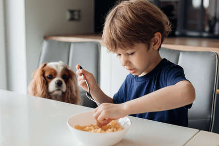 Little boy sitting at table in modern kitchen in morning with cute puppy, having breakfast and...